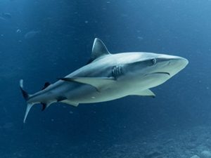 grey reef shark