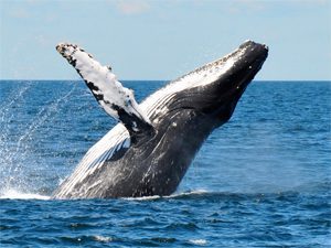 whales